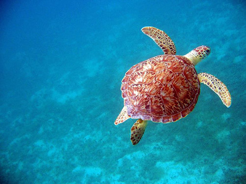 turtle