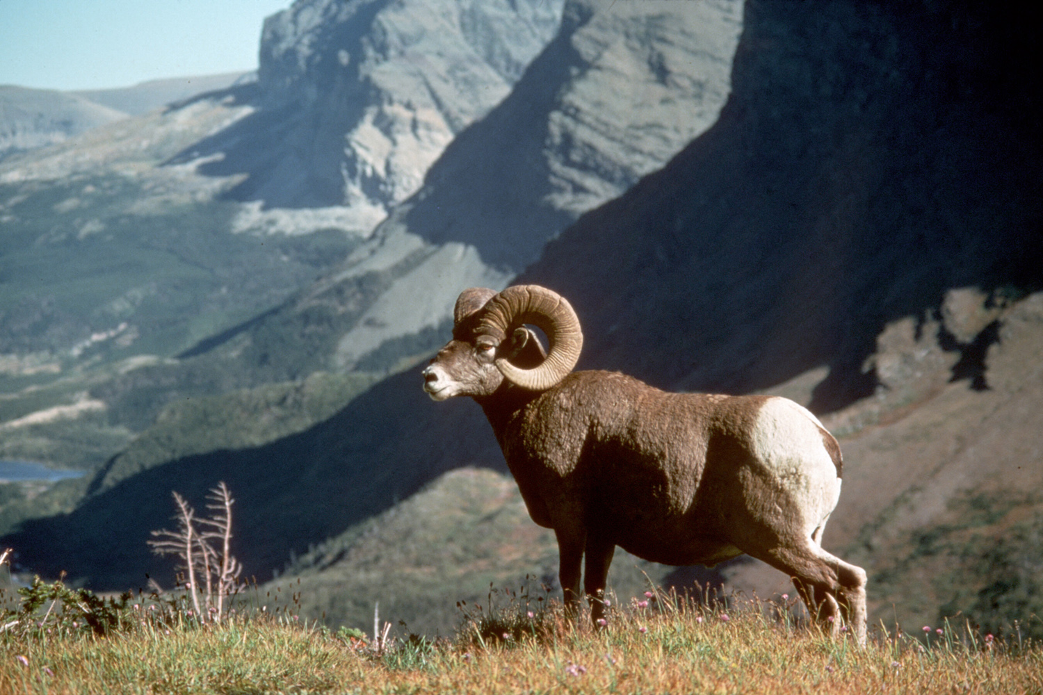 Bighorn Sheep